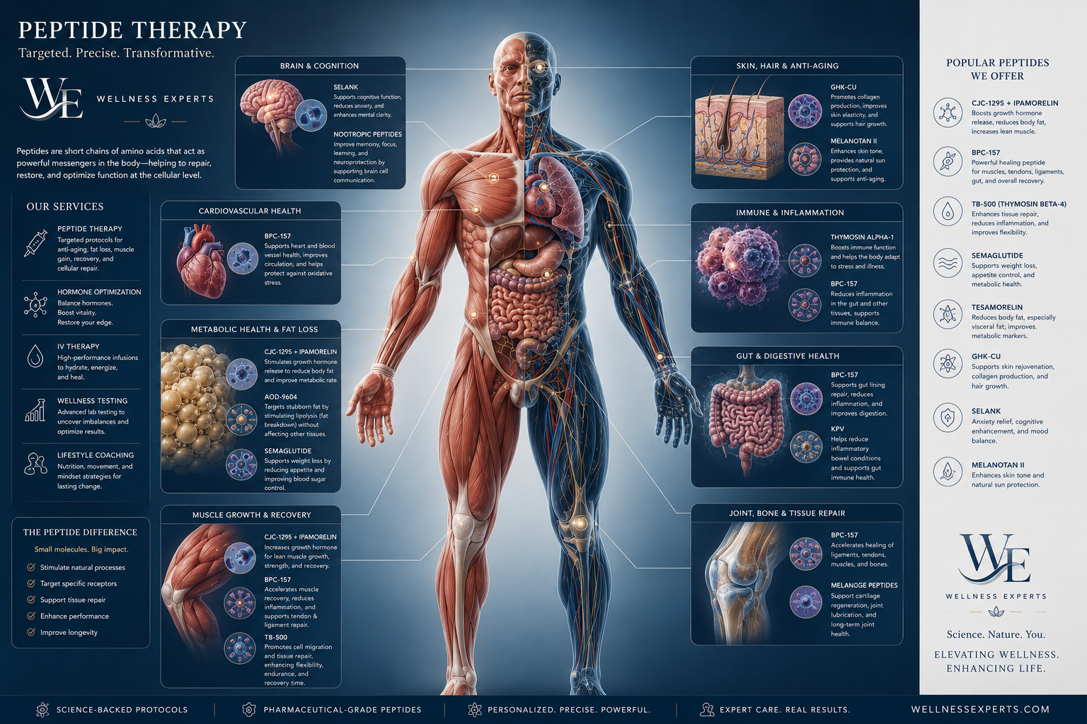 Peptide Therapy — Targeted. Precise. Transformative. An infographic of peptides and their benefits across the body, with popular peptides offered by Wellness Experts.
